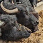 449318085_122117134244332319_2702343530851567514_n